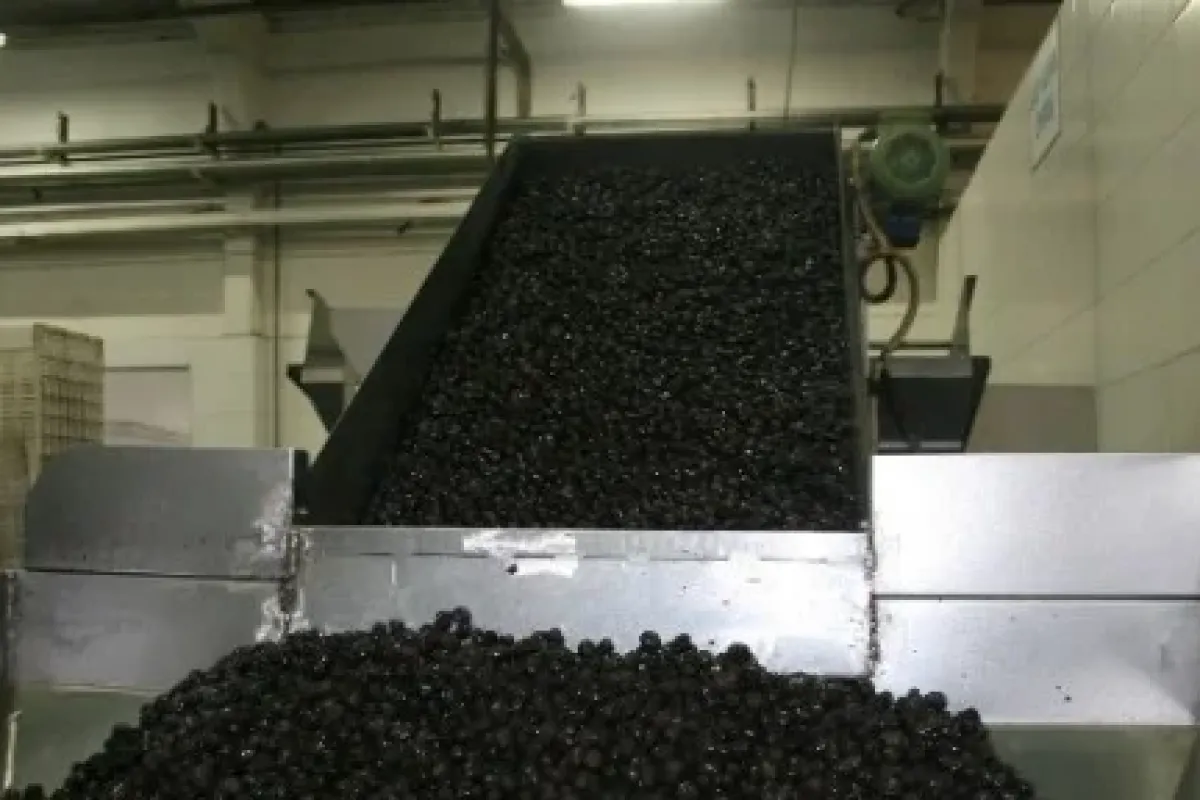 Zeytinyağı Patronundan Rahatlatan Açıklama