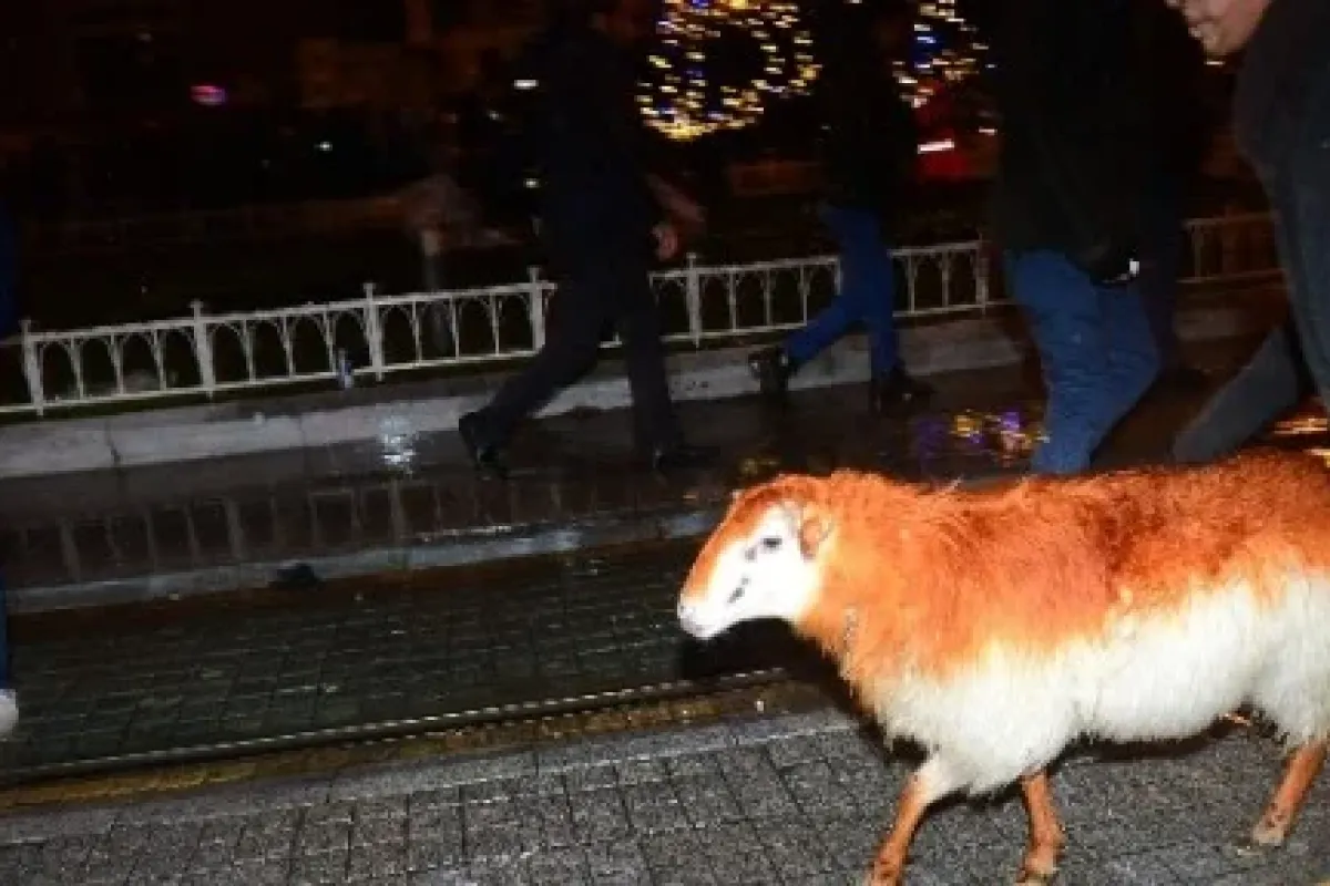 Taksim’de "koyun"lu Kutlama
