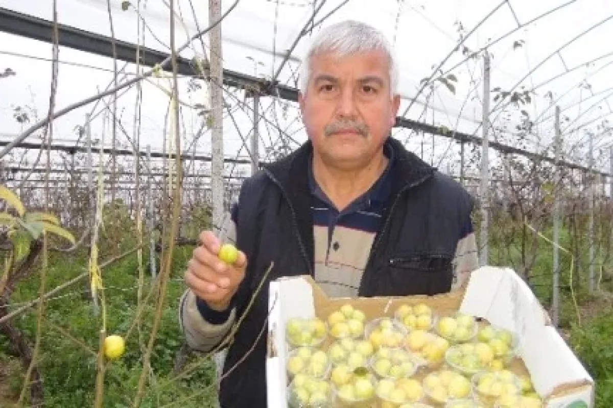 5 Kilo Erik İstanbul Yolcusu