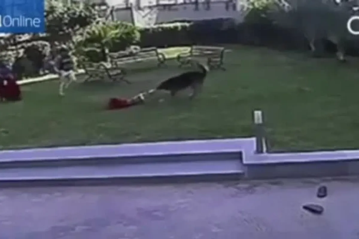 Alman Köpeği çocuğa Böyle Saldırdı