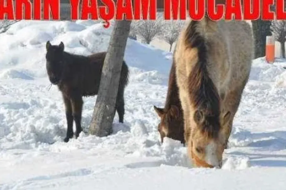 Atların Yaşam Mücadelesi