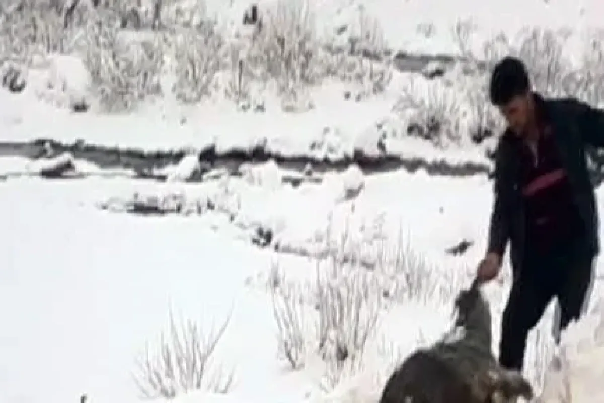 21 Hayvan Telef Oldu