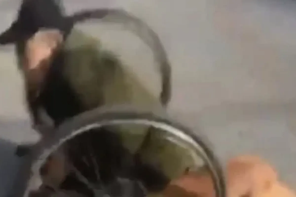Onlar En Yakın Dostumuz