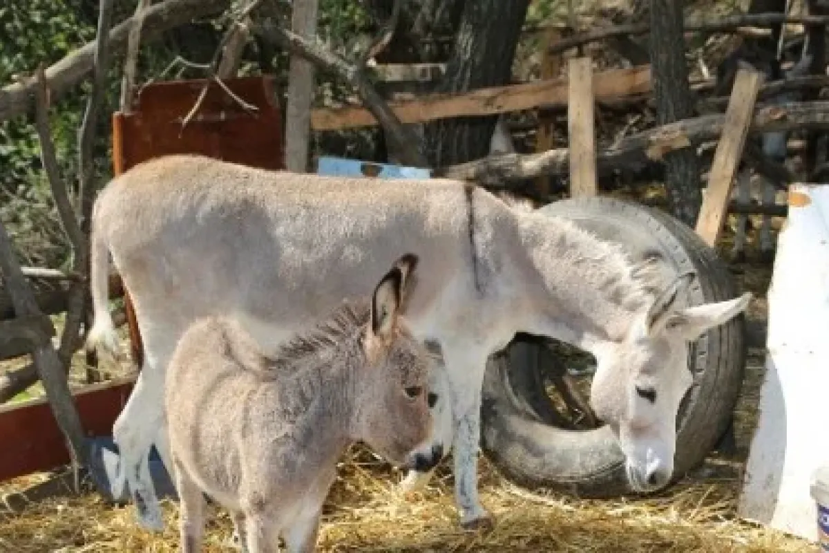 Kıbrıs’ın "karakaçan"ı Koruma Altında