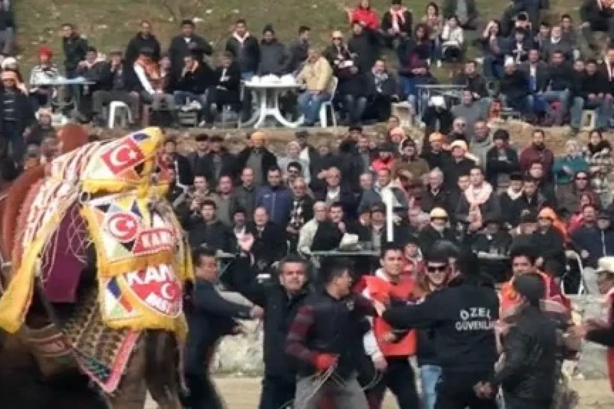 Develer bir yanda sahipleri diğer yanda güreşti !