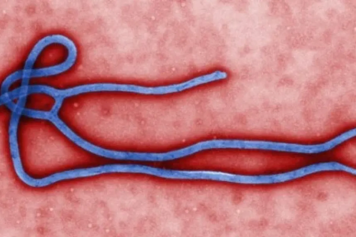 Eboladan ölenlerin sayısı artıyor