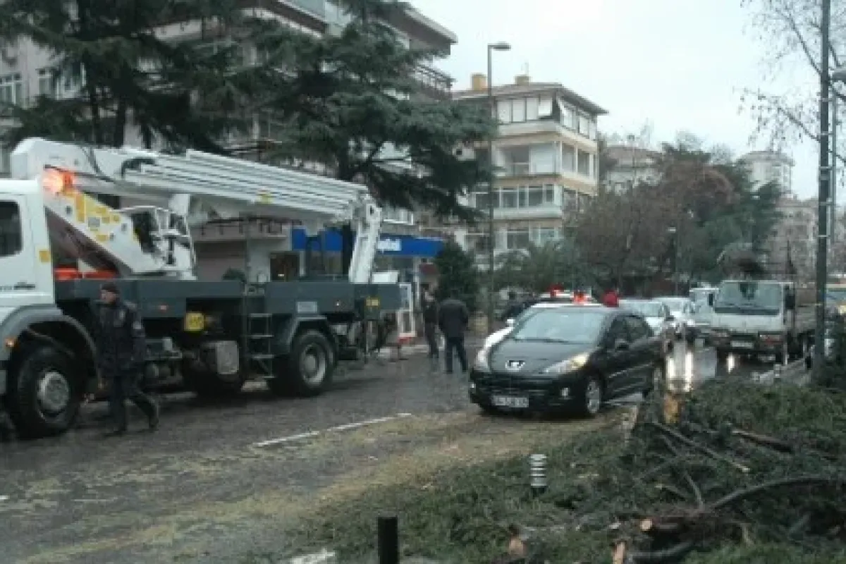 Bağdat Caddesi’ne ağaç devrildi