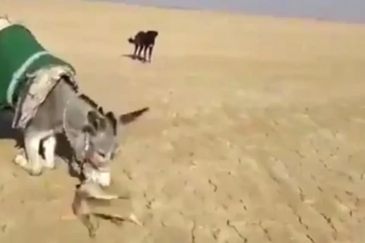 Eşek tilkiye acımadı