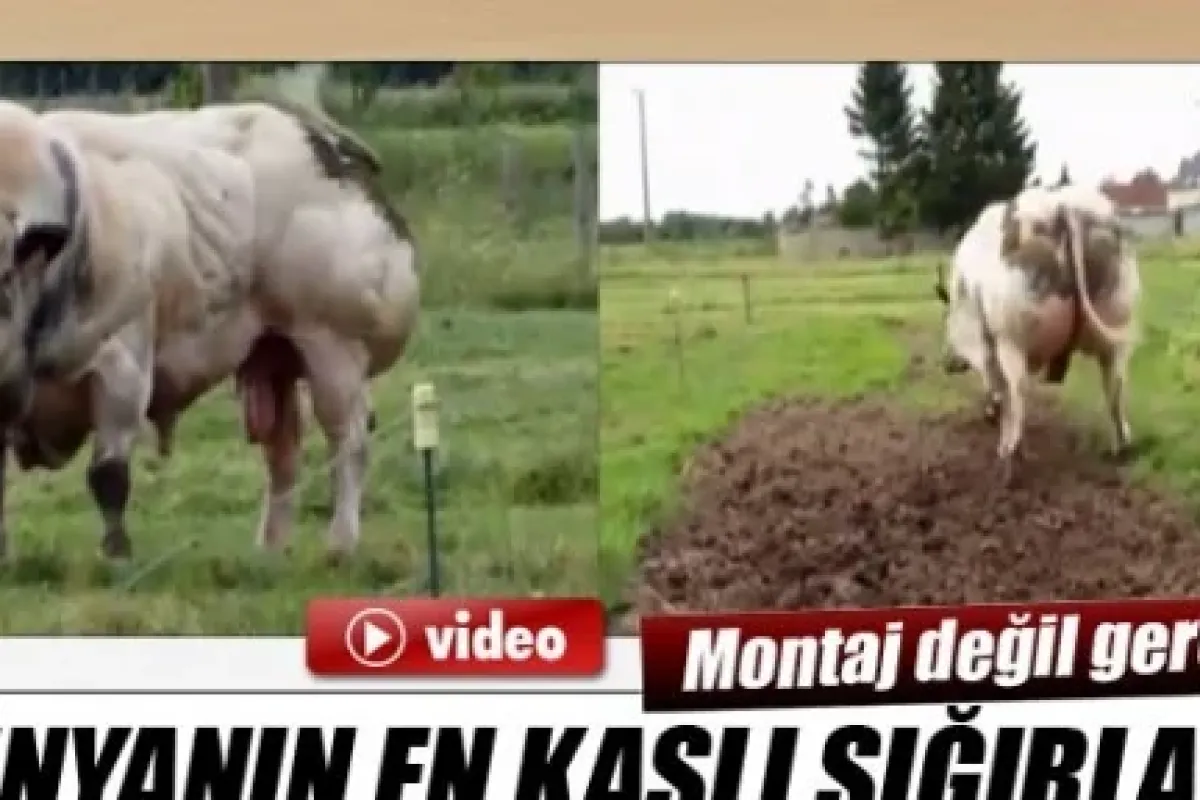 Dünyanın en kaslı sığırları