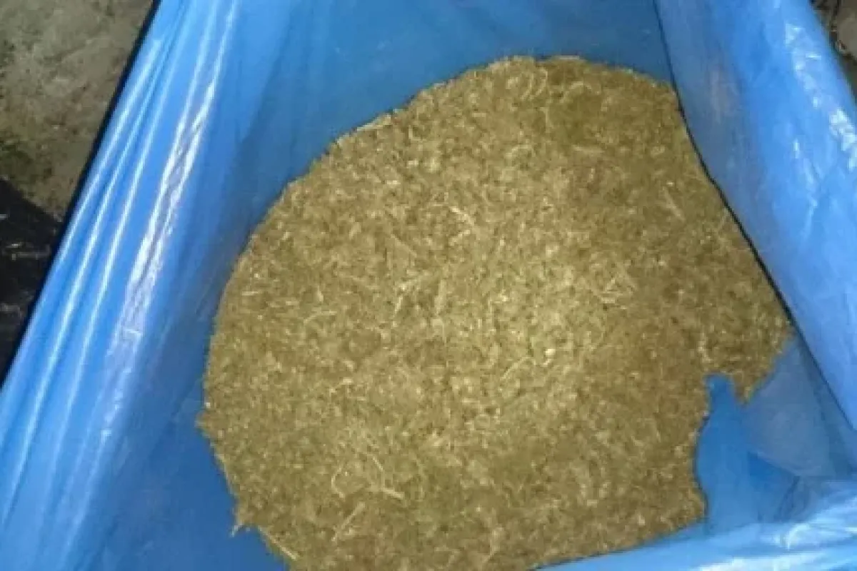 49 kilo esrarla yakalandı !