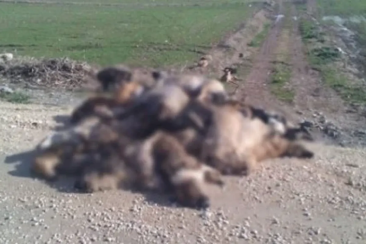 Köpek katliamına 3 gözaltı