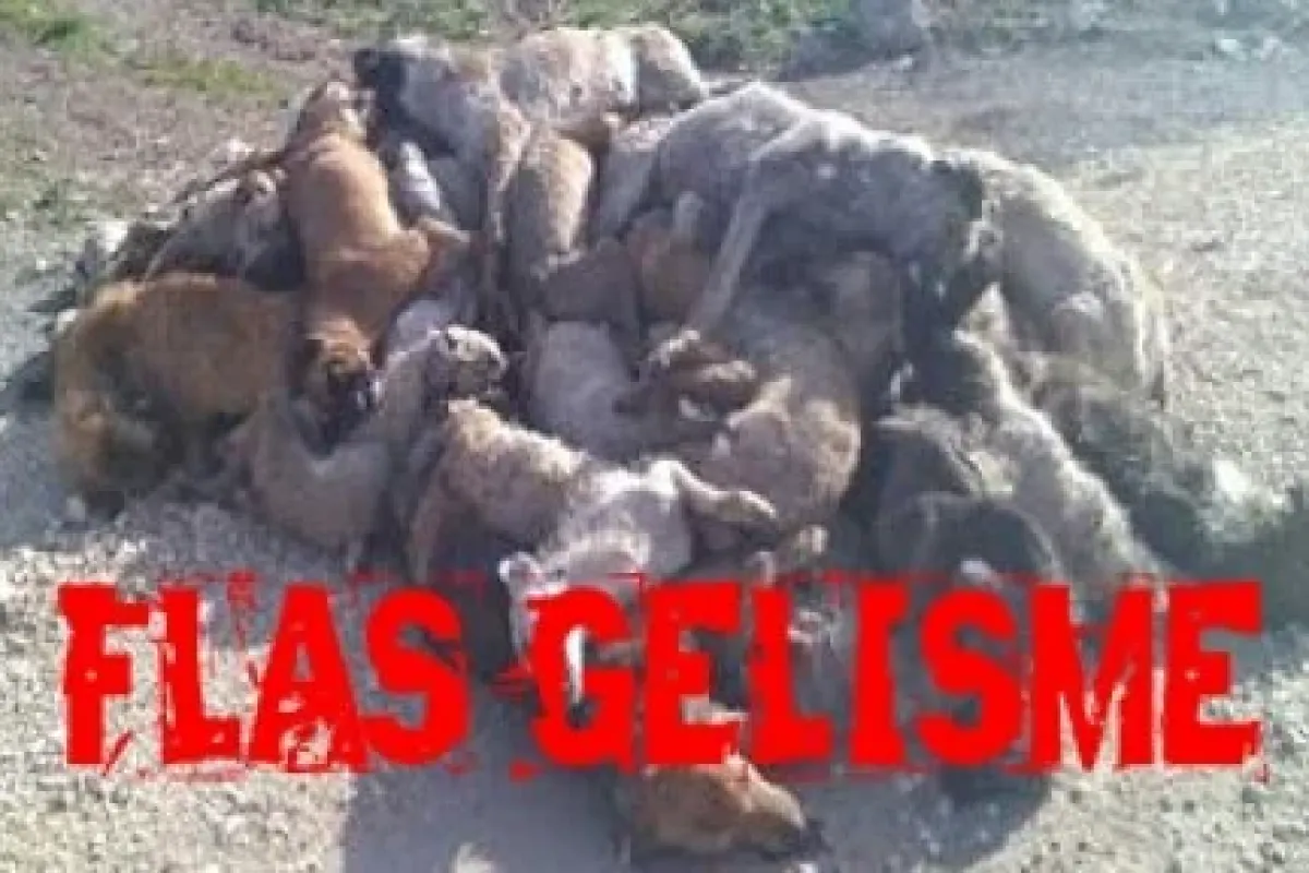 Yenişehir'de ki Köpek Katliamında Flaş Gelişme