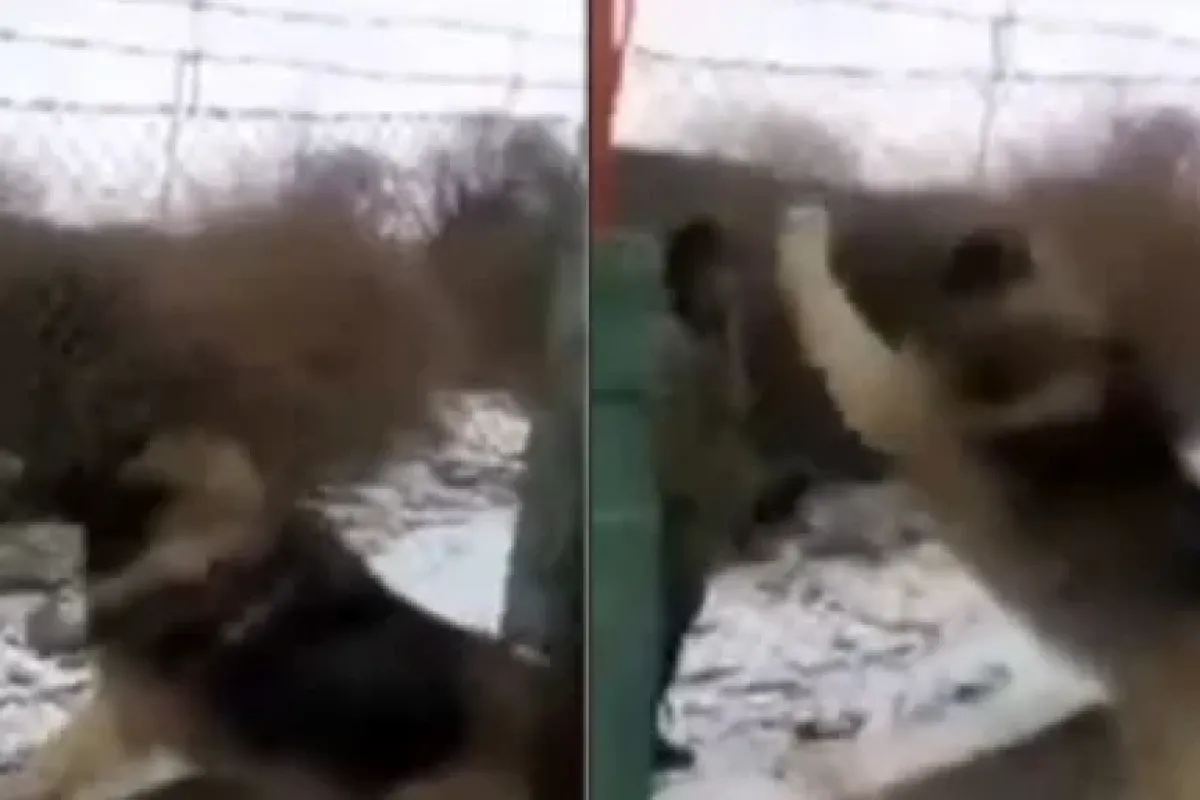 Aslan değil köpek