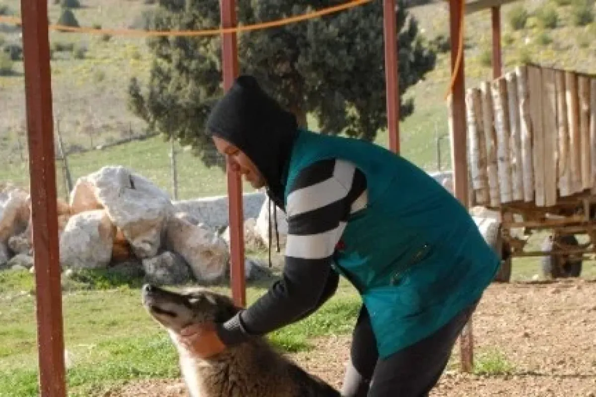 Evcilleşen kurtlar doğaya salınmayacak