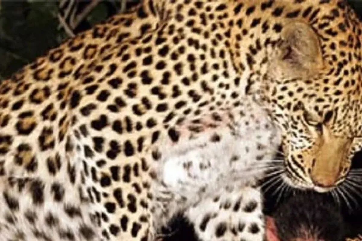 Leopar yavru maymunu yedi mi ?