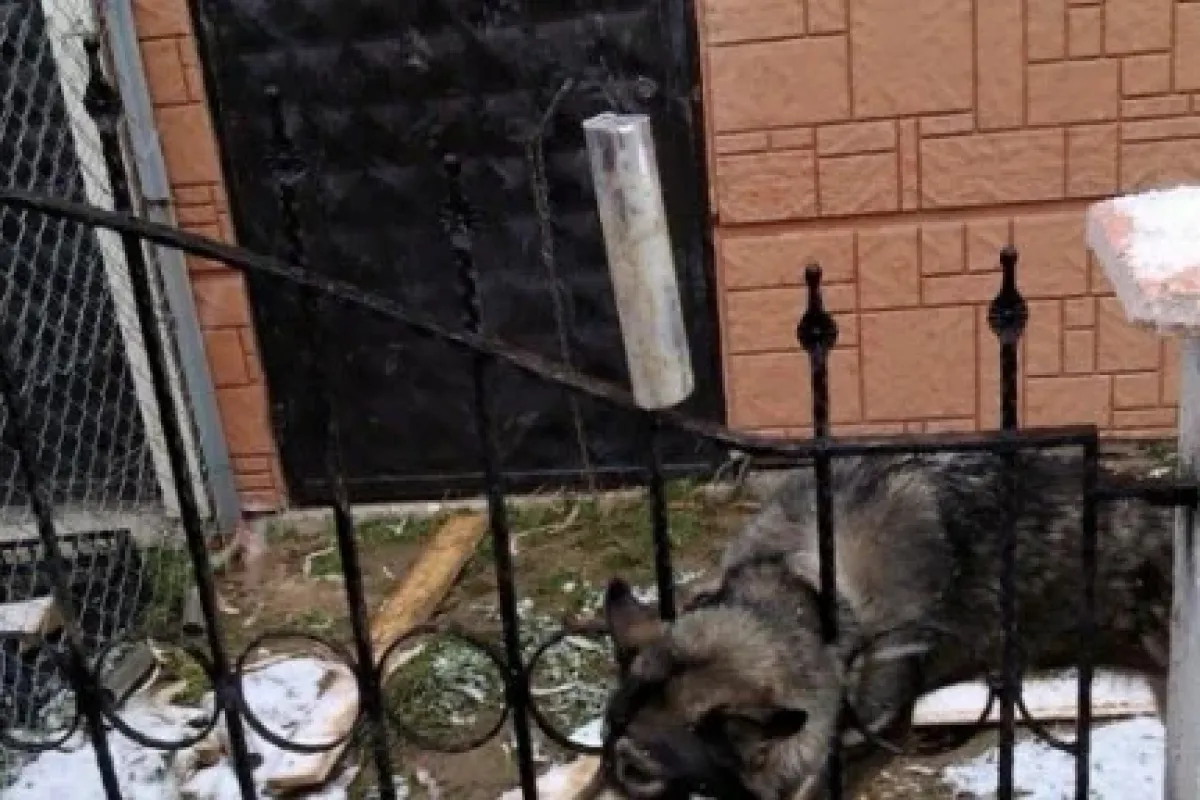 Kafası korkuluklara sıkışan köpeğe yardım eli