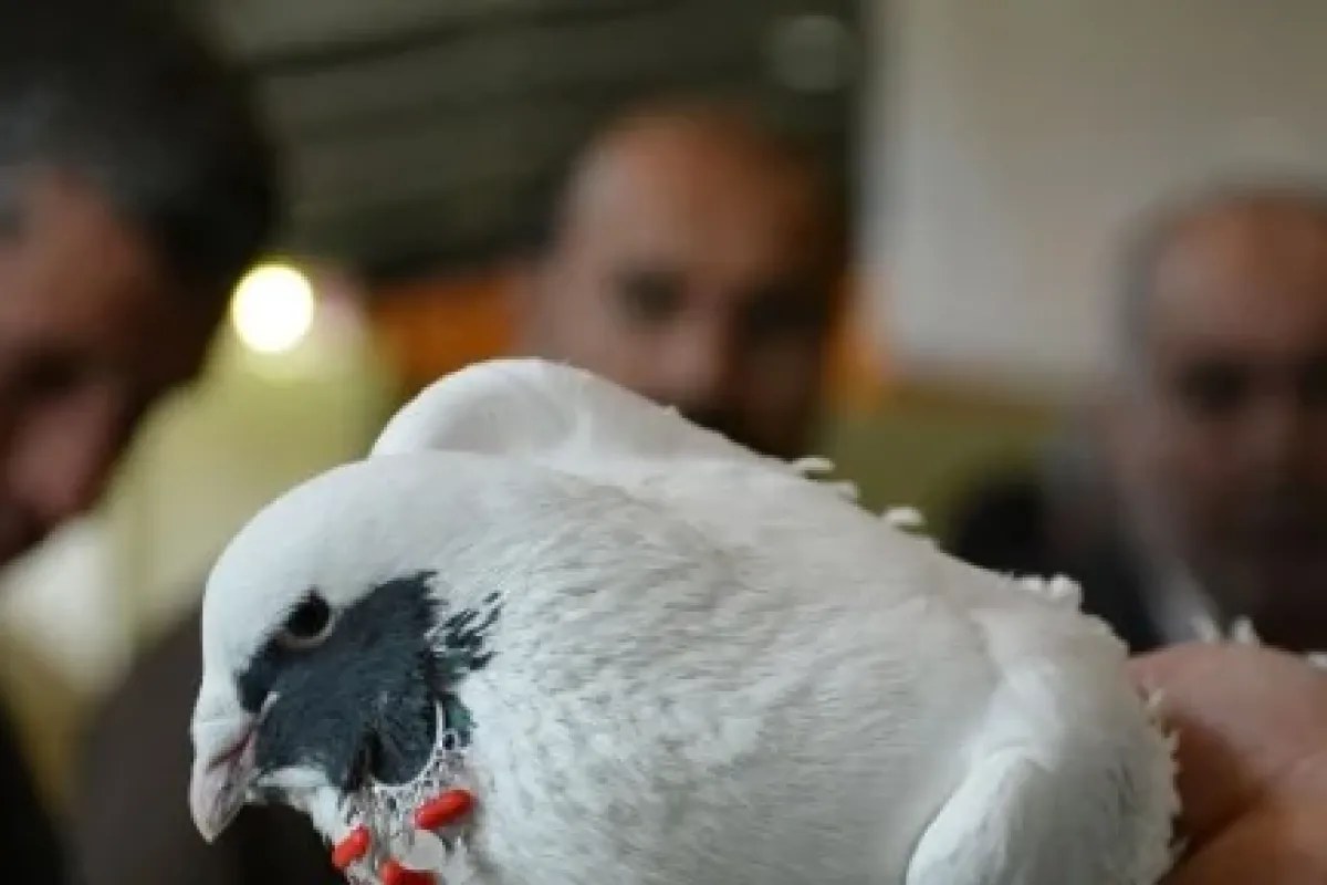 Güvercinlere güzellik yarışması