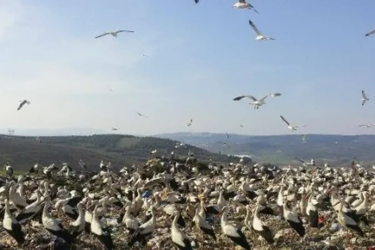 Baharın habercisi leylekler gelmeye başladı