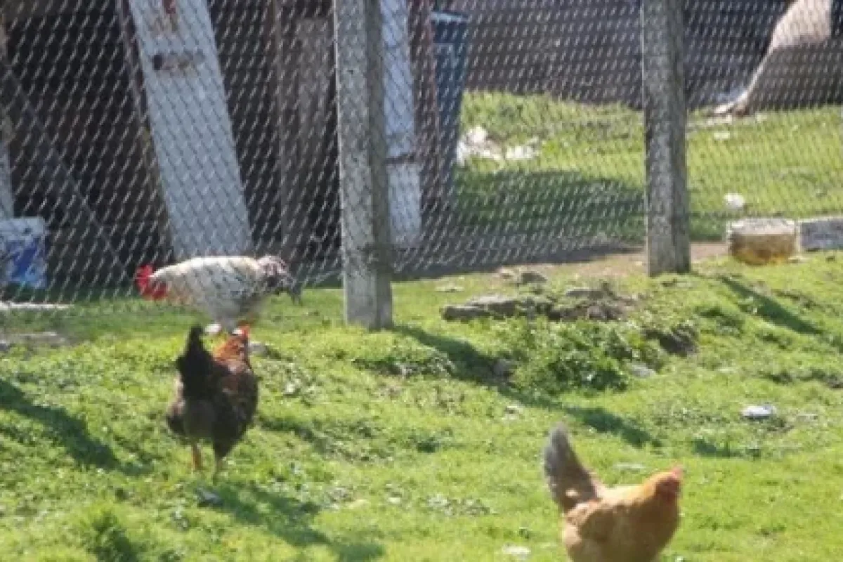 Bu kareler bir futbol maçından