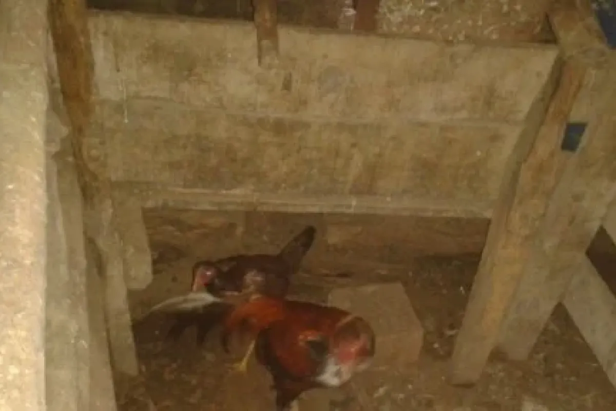 Jandarmadan horoz dövüşü baskını