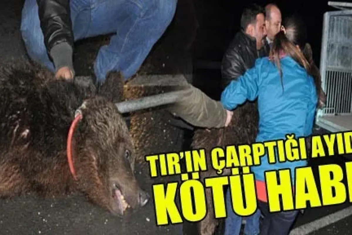 Tır'ın Çarptığı Ayıdan Kötü Haber