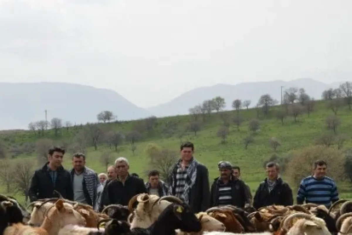 Sürü yöneticileri sahaya indi