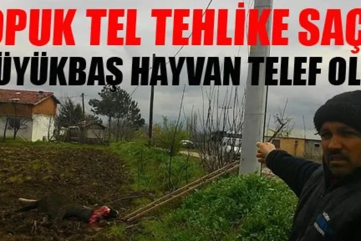 Ya insan olsaydı!