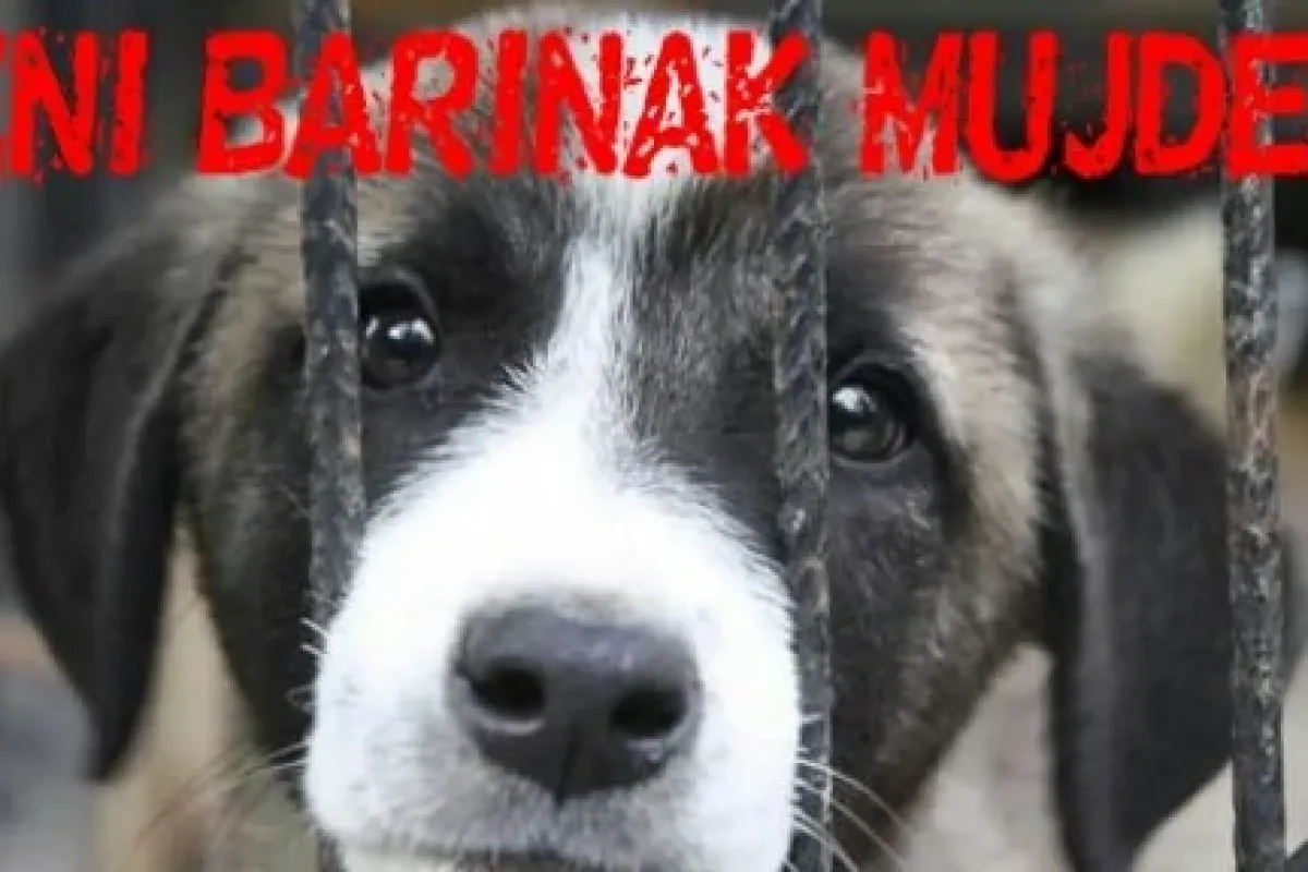 Yeni Barınak Müjdesi