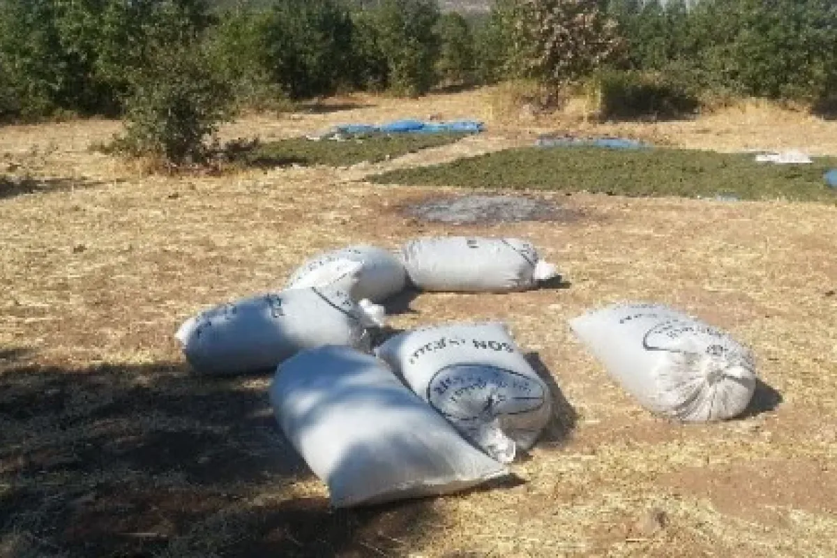 Akıl almaz uyuşturucu oyunu... Devlete bir yılda 45 milyon TL’lik vurgun