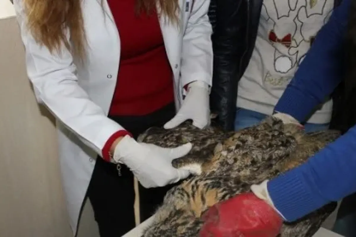 2014’te 2 bin yaban hayvanı tedavi edildi