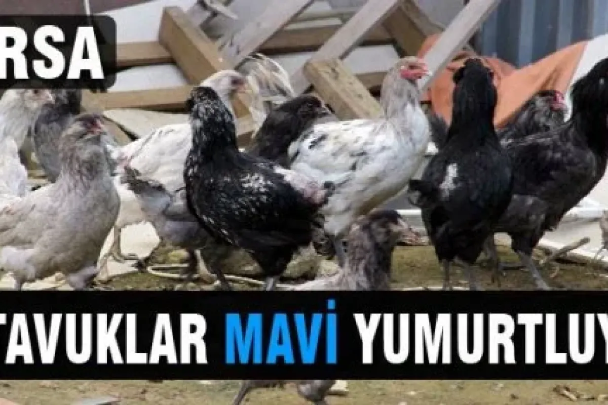 Bursa'da bu tavuklar mavi yumurtluyor!