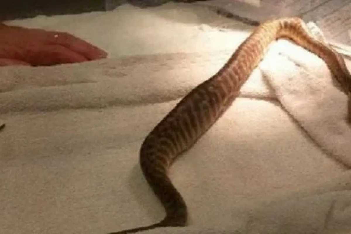 Pitonun midesinden bu da çıktı !