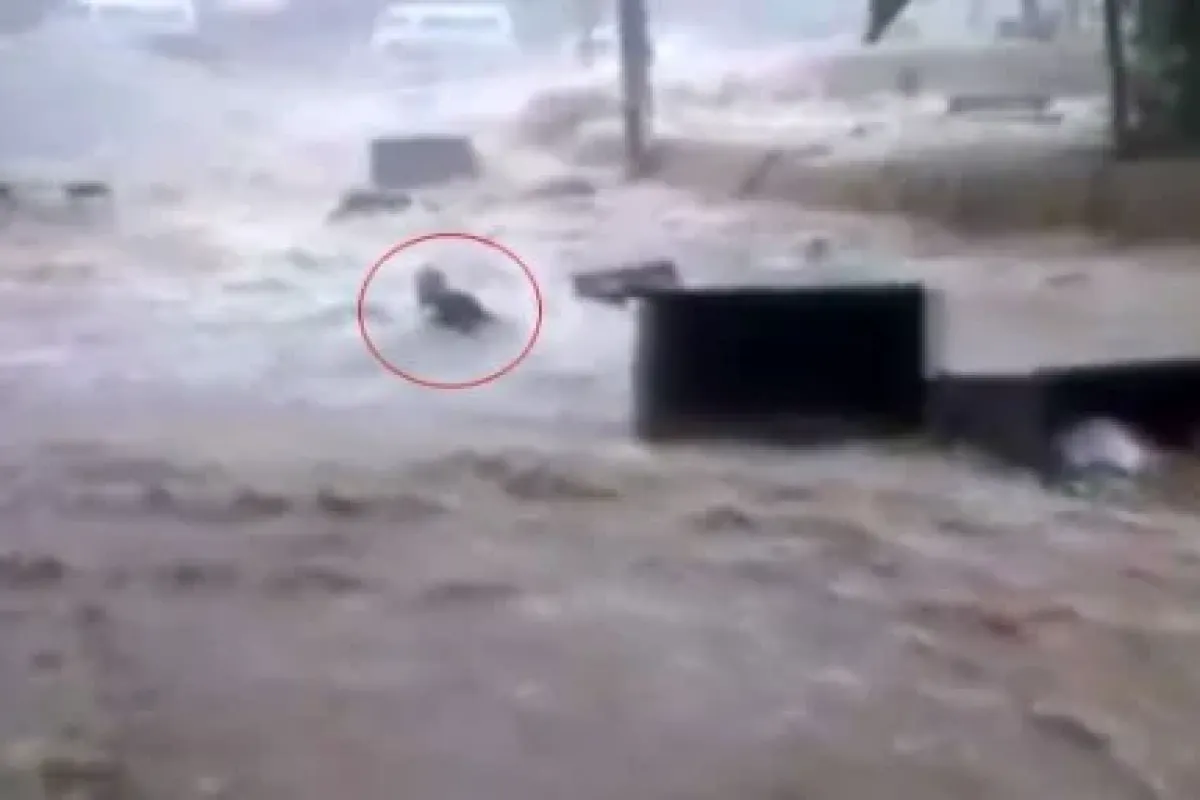 Sel sularında ölüm kalım savaşı