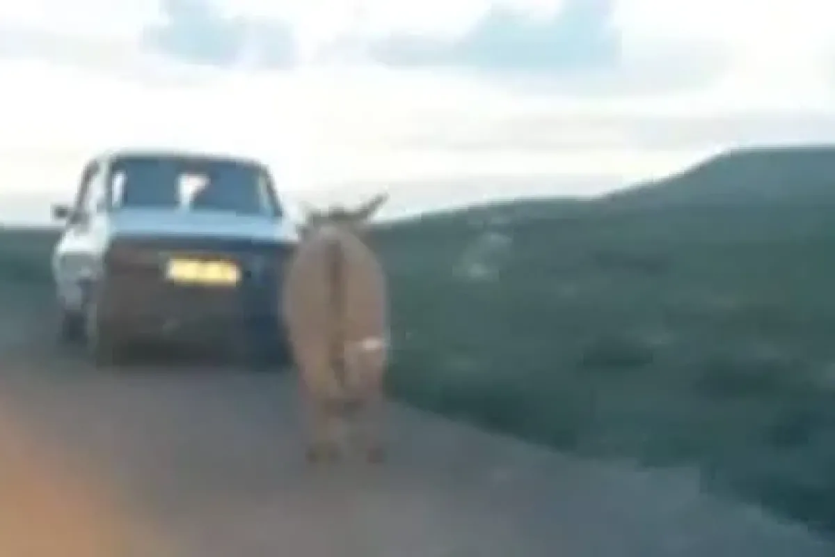 Bu eşek hayvanseverleri kızdıracak