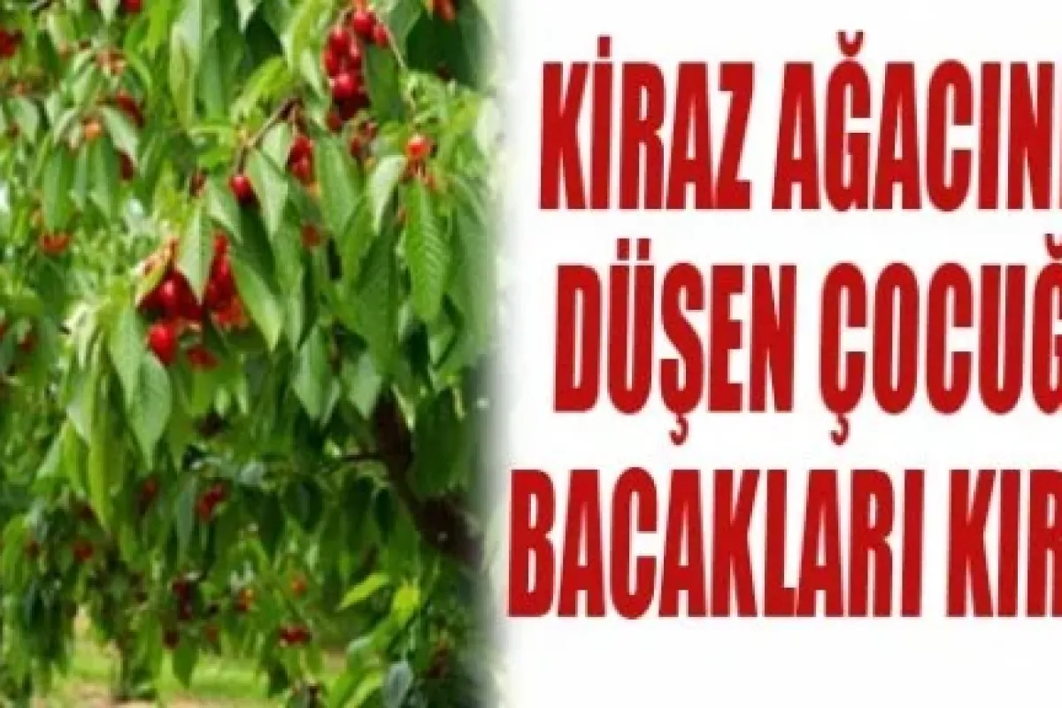 Kiraz Ağacından Düşen Çoçuğun Bacakları Kırıldı