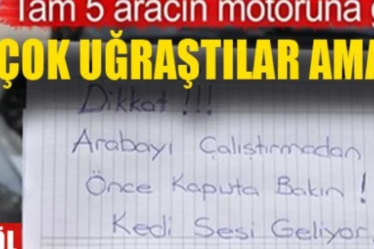 Motora giren yavru kedi!
