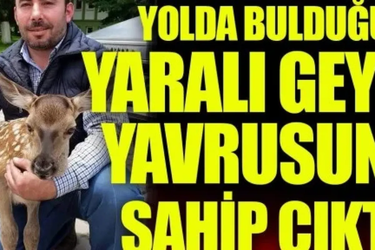 Yolda Bulduğu Yaralı Geyiğe Sahip Çıktı