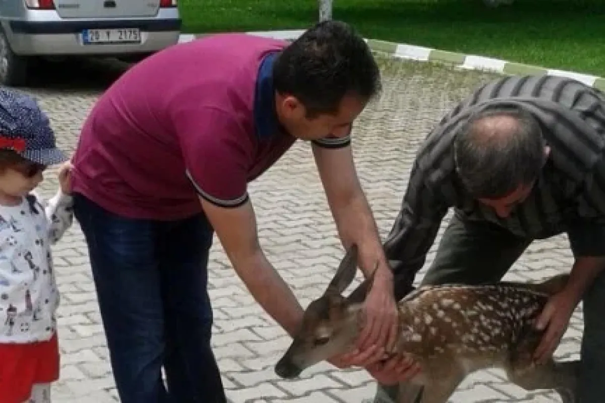 10 günlük geyik yavrusuna vatandaş sahip çıktı