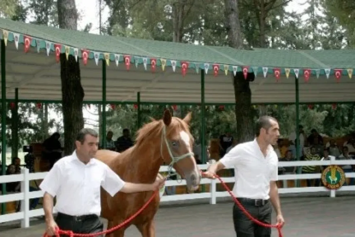 Villa fiyatına tay