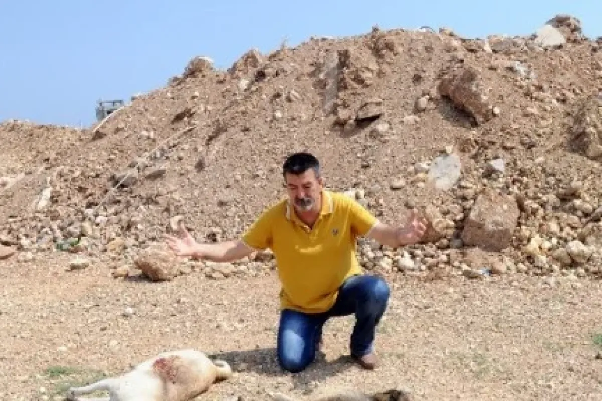 Mersin’de köpek katliamı