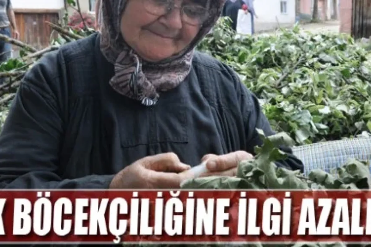 ipek böcekçiliğine ilgi azalıyor