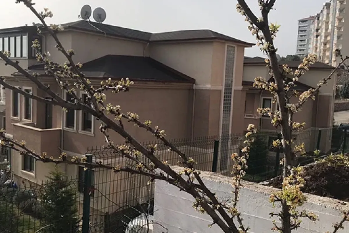 Erik ağacı şubat ayında çiçek açtı |Bilecik haberleri