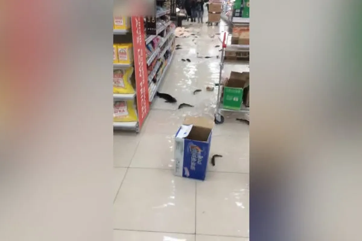 Akvaryum kırıldı, balıklar ortaya saçıldı