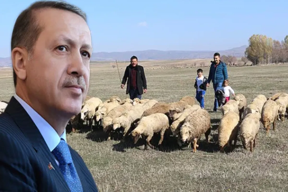 Çiftçi Ailelere Verilecek 300 Koyun+Maaş Uygulamasının Detaylarını Erdoğan Açıklayacak