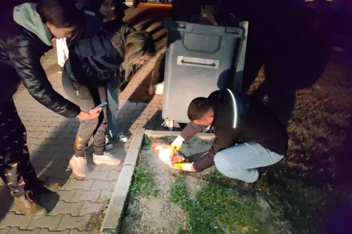 Bir hayvan vahşeti daha!