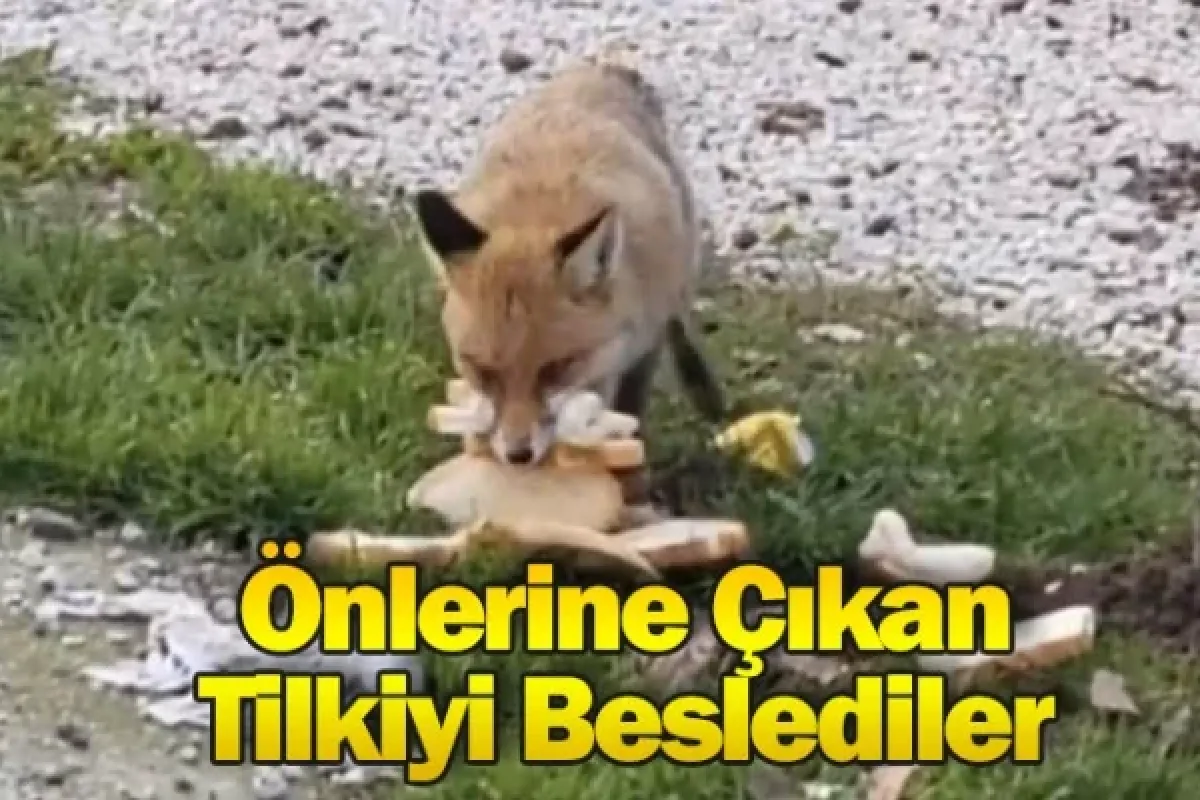 Önlerine Çıkan Tilkiyi Beslediler