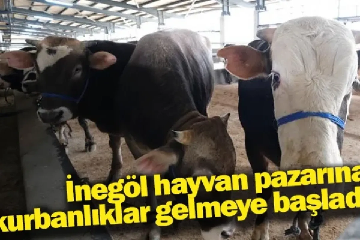 İnegöl hayvan pazarına kurbanlıklar gelmeye başladı