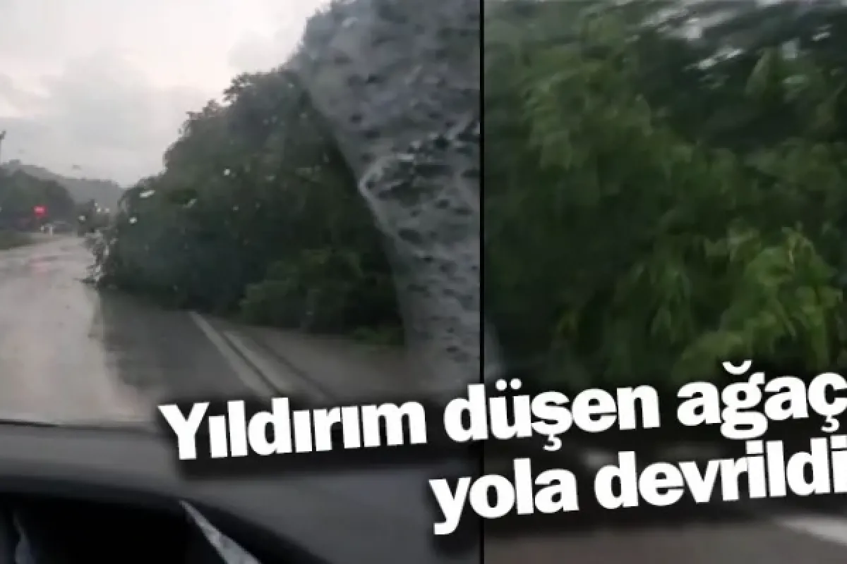 Yıldırım düşen ağaç yola devrildi