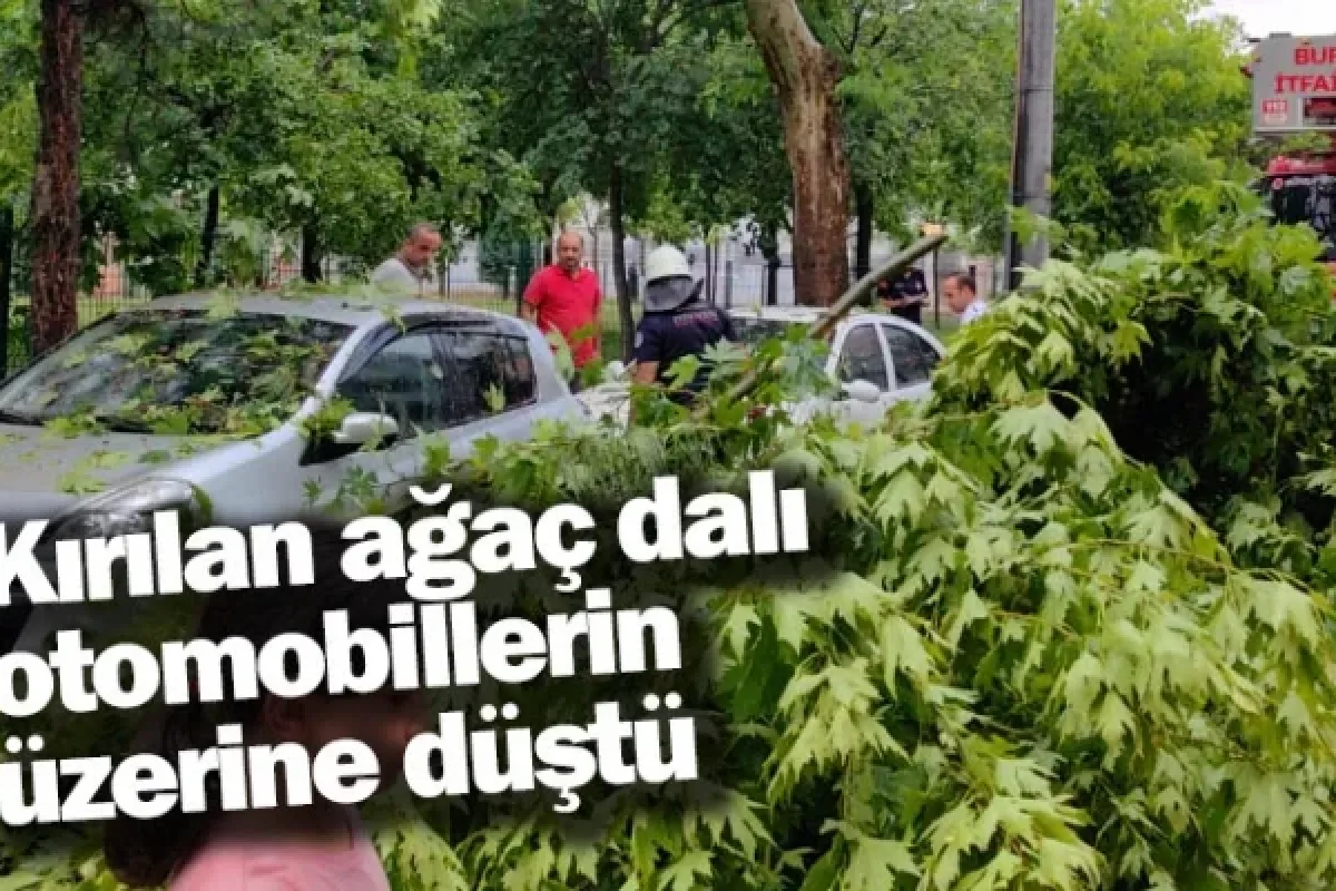 Kırılan ağaç dalı otomobillerin üzerine düştü