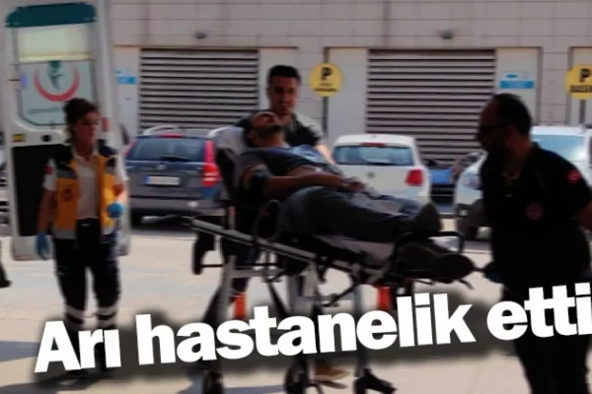 Arı hastanelik etti